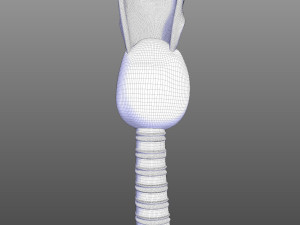 Human Throat Anatomy 3D Model