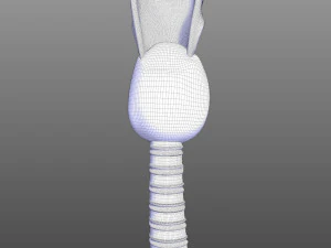 Human Throat Anatomy 3D Model