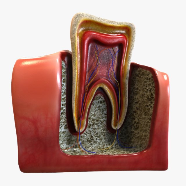 Tooth Anatomy 3D Model .c4d .max .obj .3ds .fbx .stl .blend 