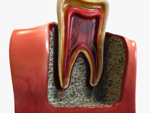 Anatom&iacute;a del diente Modelo 3D