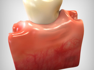 Tooth Anatomy 3D Model