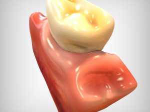 Tooth Anatomy 3D Model