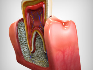 Tooth Anatomy 3D Model