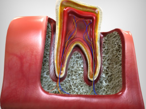 Tooth Anatomy 3D Model