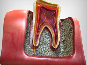 Tooth Anatomy 3D Model