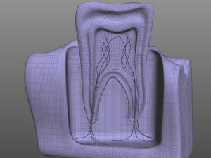 Tooth Anatomy 3D Model