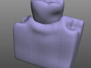 Tooth Anatomy 3D Model