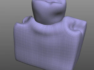 Tooth Anatomy 3D Model