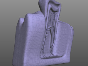 Tooth Anatomy 3D Model
