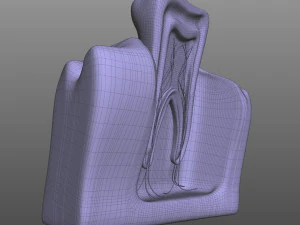 Tooth Anatomy 3D Model