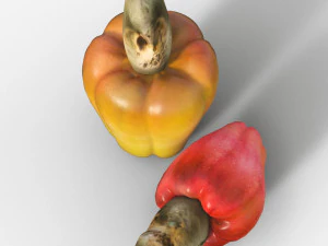 Cashew 3D Model