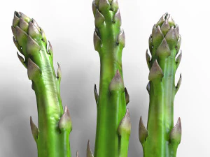 Asparago Modello 3D