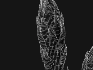 Asparago Modello 3D