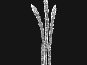 Asparago Modello 3D