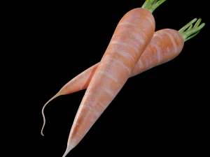Carrots 3D Model