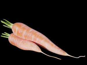 Carrots 3D Model