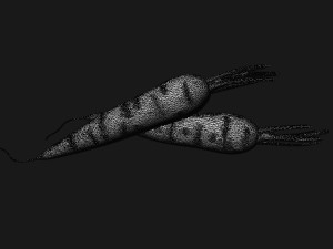 Carrots 3D 模型