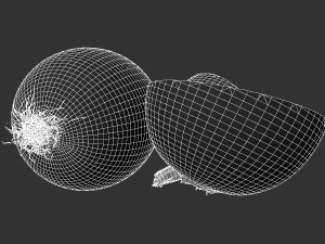 Onion 3D Model