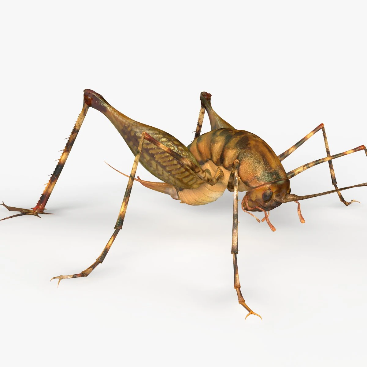 Camelback Cricket 3D Model .c4d .max .obj .3ds .fbx .stl .blend 
