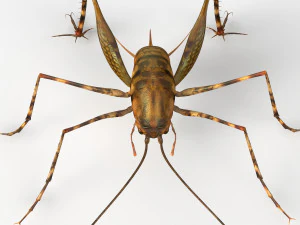 Camelback Cricket 3D Model
