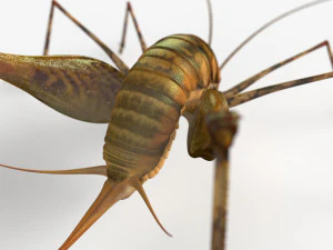 Camelback Cricket 3D Model