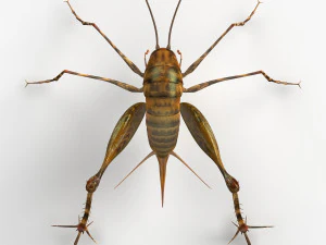 Camelback Cricket 3D Model