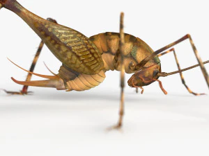 Camelback Cricket 3D Model
