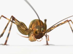 Camelback Cricket 3D Model