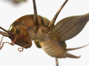 Camelback Cricket 3D Model