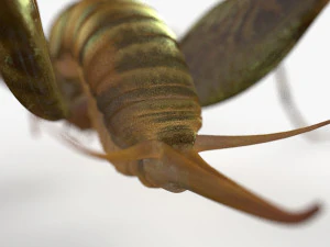 Camelback Cricket 3D Model