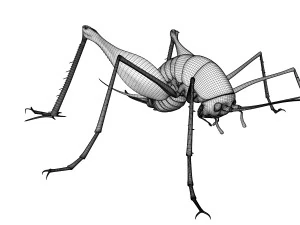 Camelback Cricket 3D Model