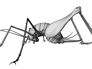 Camelback Cricket 3D Model