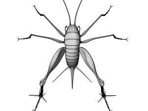 Camelback Cricket 3D Model