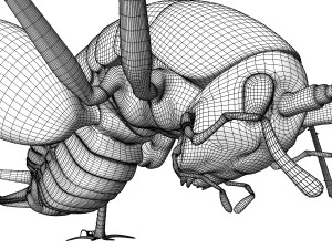 Camelback Cricket 3D Model