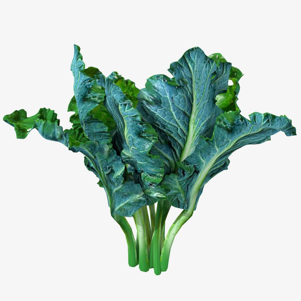 Kale 3D Model .c4d .max .obj .3ds .fbx .stl .blend 