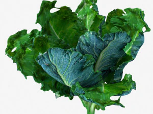 Kale 3D Model
