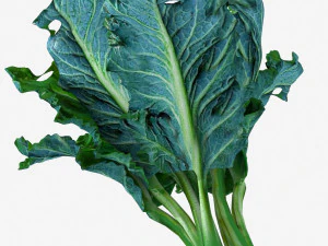 Kale 3D Model