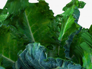 Kale 3D Model