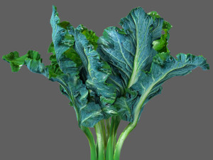 Kale 3D 模型