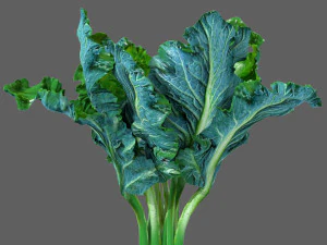 Kale 3D Model