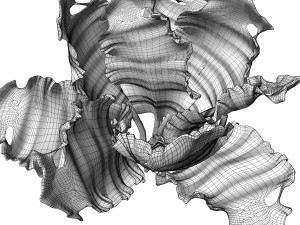 Kale 3D 模型