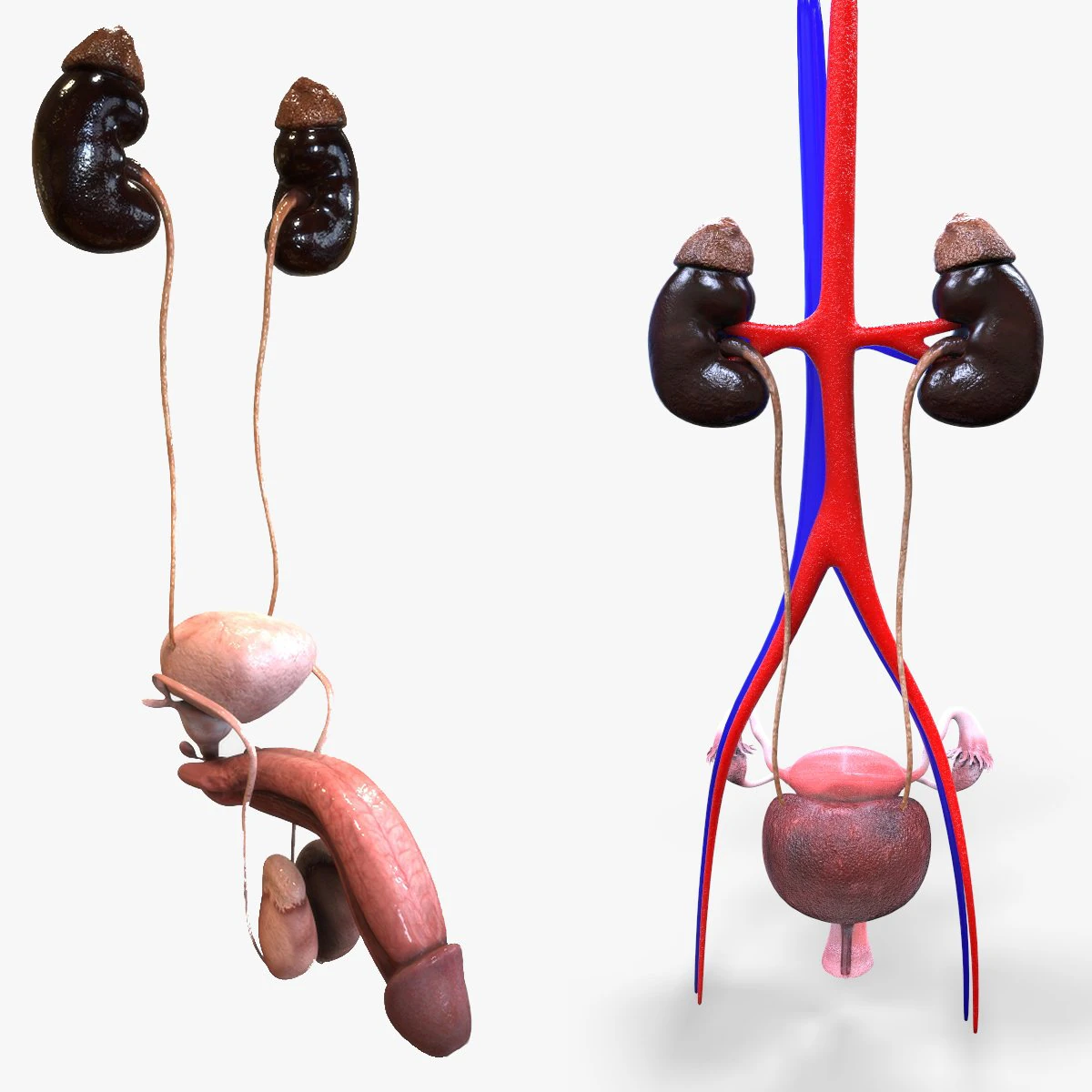Male and Female combo Urinary System 3D Model .c4d .max .obj .3ds .fbx .stl .blend 