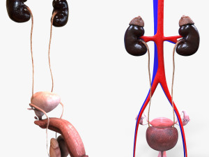 Male and Female combo Urinary System 3D Model