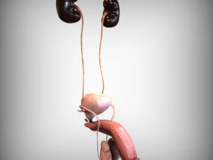 Male and Female combo Urinary System 3D Model
