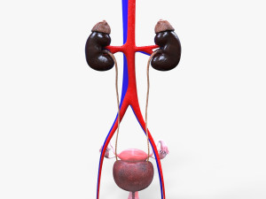 Male and Female combo Urinary System Modelo 3D