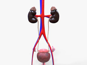 Male and Female combo Urinary System 3D Model