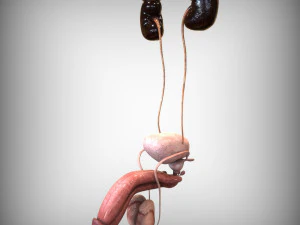 Male and Female combo Urinary System 3D Model