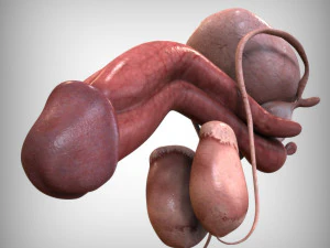 Male and Female combo Urinary System 3D Model