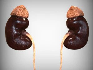 Male and Female combo Urinary System 3D Model