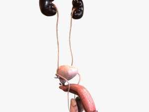 Male and Female combo Urinary System Modelo 3D